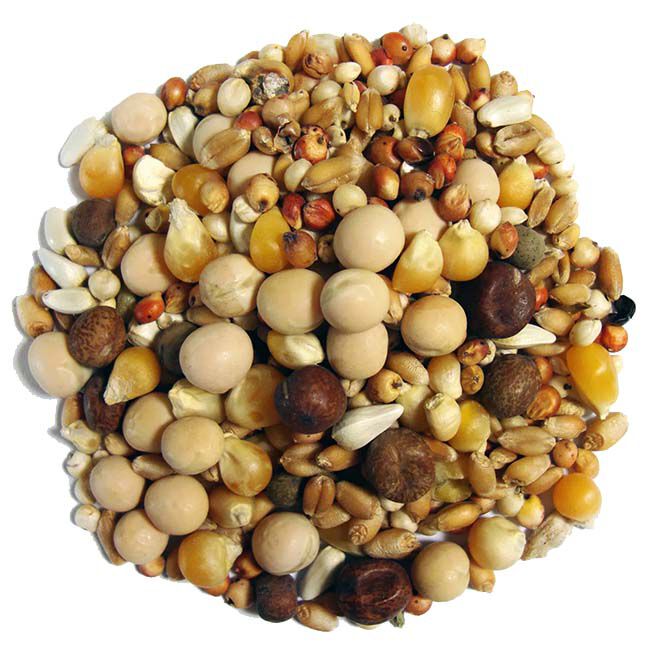 Brown's Pigeon Feed - Developer Popcorn - 50 lb image number null