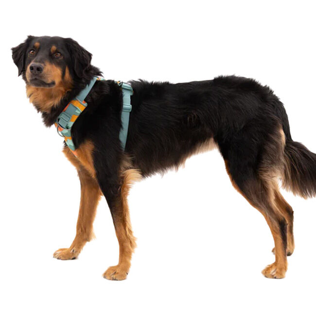 Ruffwear Front Range Harness - Spring Mountains image number null