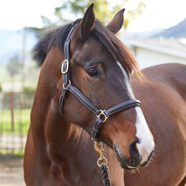 Animed AniFlex GL Joint Supplement  image number null