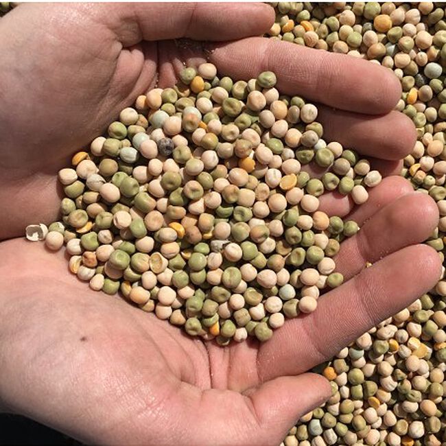 New Country Organics Whole Peas 50lb Bag