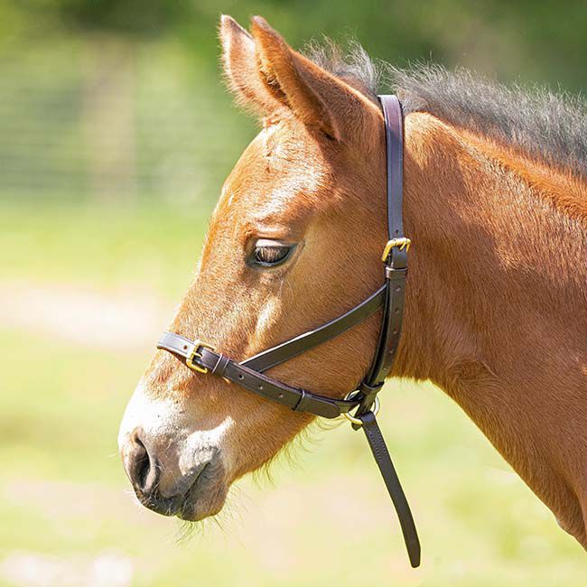 Shires Blenheim Leather Foal Slip Halter image number null