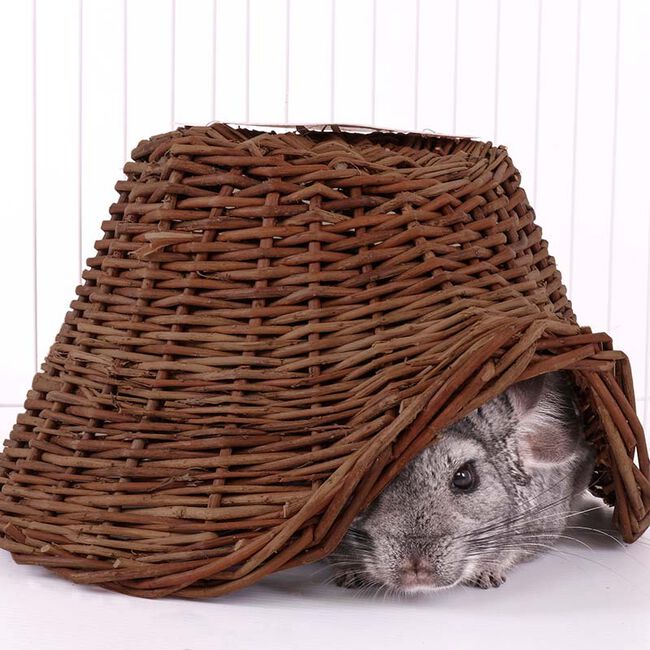 Ware Pet Products Edible Twigloo - Medium image number null