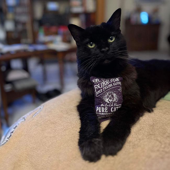 Dr. Pussums Logo Catnip Pillow Toy - Large - Assorted Designs image number null