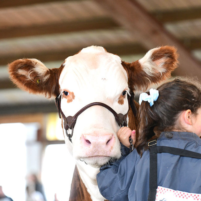 Weaver Livestock Brown Bombshell Show Halter image number null