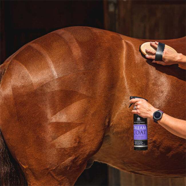 Carr & Day & Martin Dreamcoat image number null