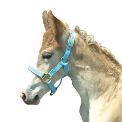 Intrepid International Foal Halter