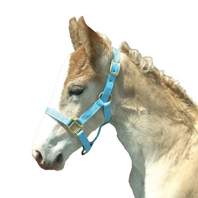 Intrepid Foal Halter Blue image number null