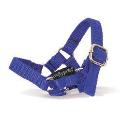 Crafty Ponies Toy Nylon Halter - Blue