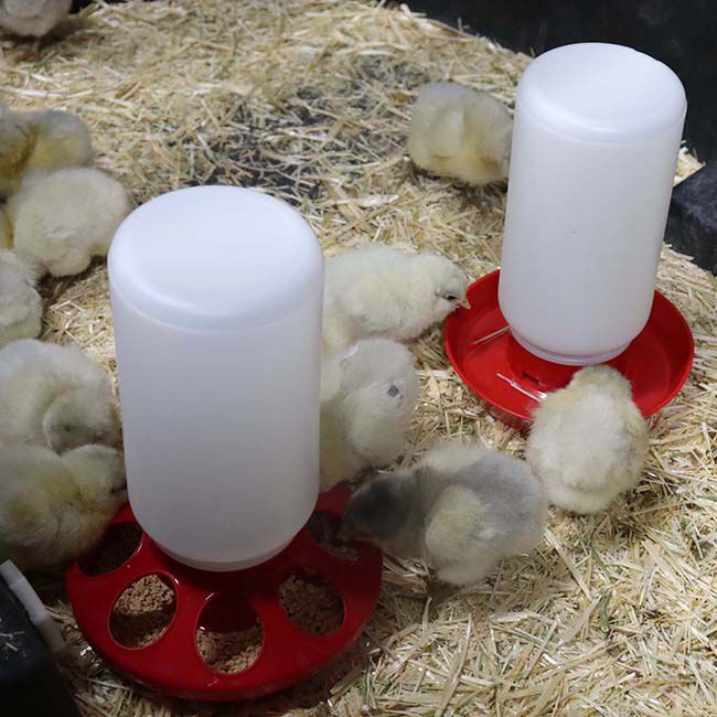 Little Giant Plastic Screw-On Poultry Feeder/Waterer Jar - 1-Quart Capacity image number null