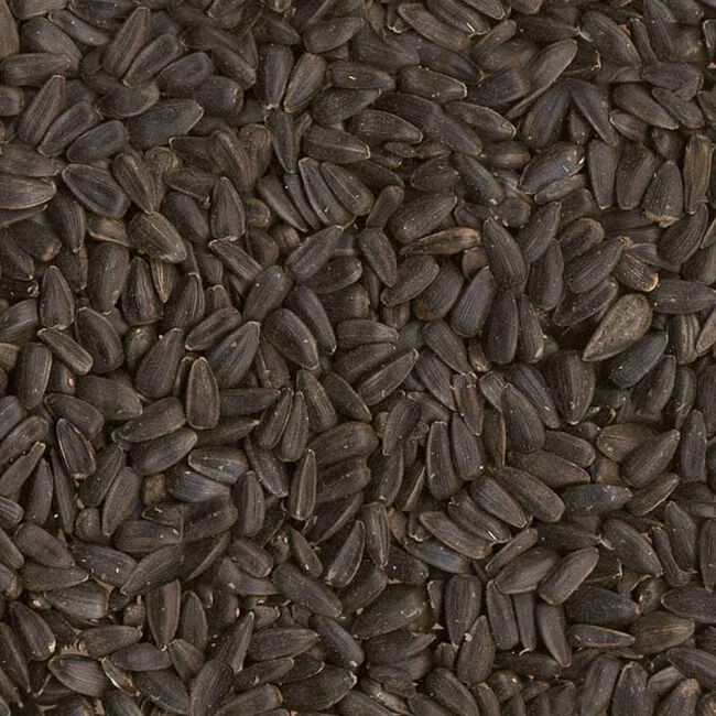 Ace Hardware Songbird Black Oil Sunflower Seeds - 10 lb image number null