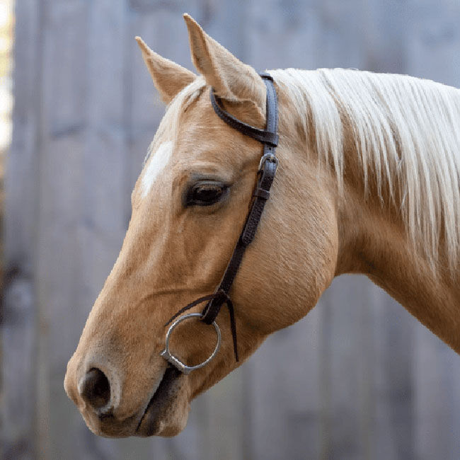 Shires Velociti Western One Ear Headstall with Rawhide Knotting - Dark Oil image number null