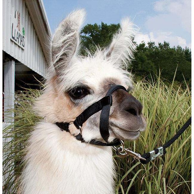 Weaver Llama Halter image number null