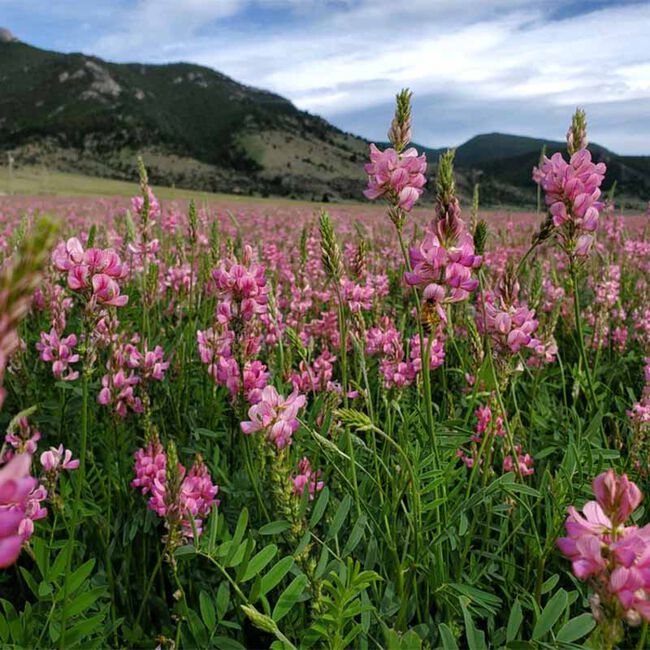 StableFeed Sainfoin Forage Pellet image number null