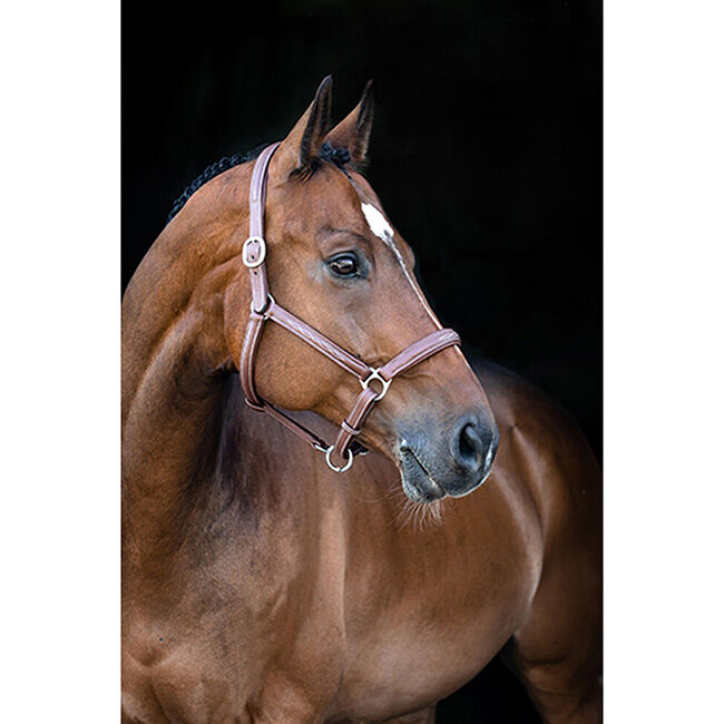 Horze Warren Soft Leather Halter - Closeout image number null