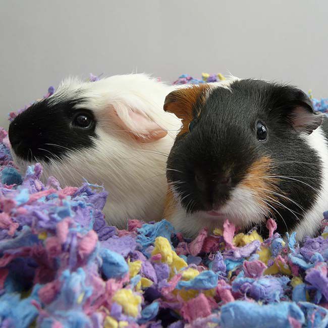 Carefresh Small Pet Paper Bedding - Confetti - 50 L image number null