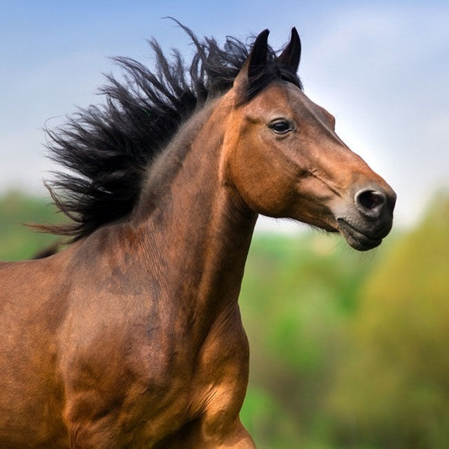 Multiplasan Feed Supplement for Horses, Sheep, Dogs & Cats - 1.98 lb image number null