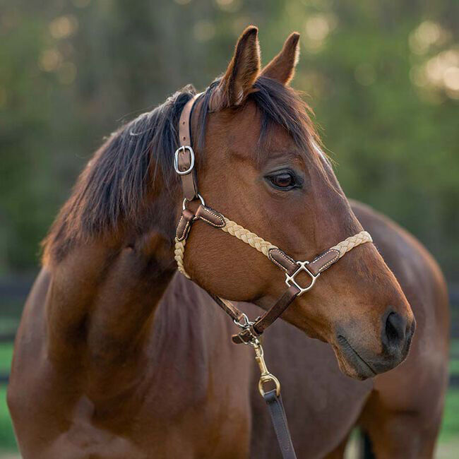 Tory Leather 1" Braided Waxed Canvas Halter image number null