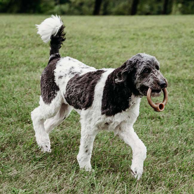 Benebone Ring Dog Chew - Bacon Flavor image number null