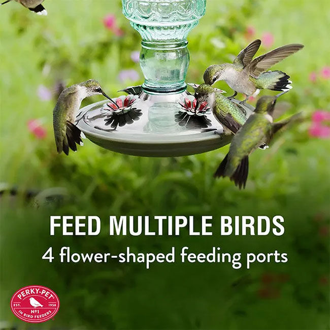 Perky-Pet Green Antique Glass Bottle Hummingbird Feeder - 10 oz Nectar Capacity image number null