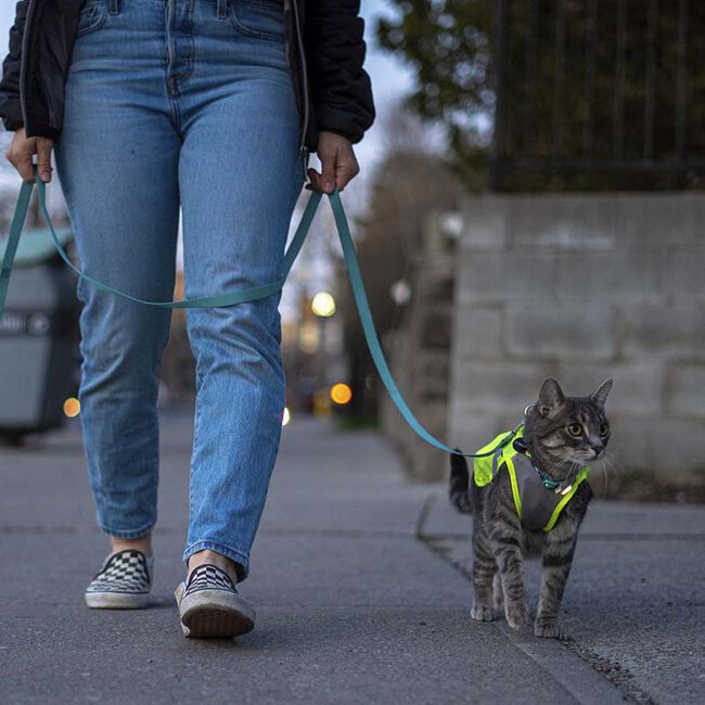 RC Pets Luna High Vis Vest for Dogs image number null