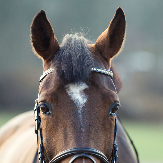 Horze Weston Bridle Brown image number null