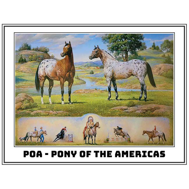 Breyer The Ideal Series - Pony of the Americas image number null