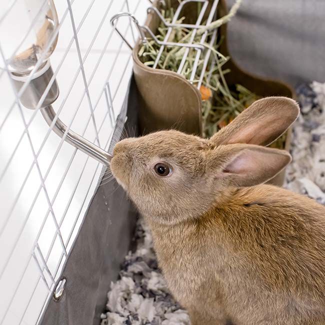 Kaytee Chew-Proof Water Bottle - 12 oz Capacity image number null