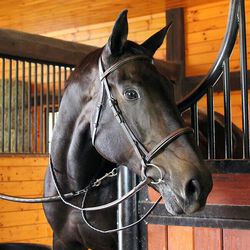 Bobby's English Tack Dressage Raised Padded Bridle