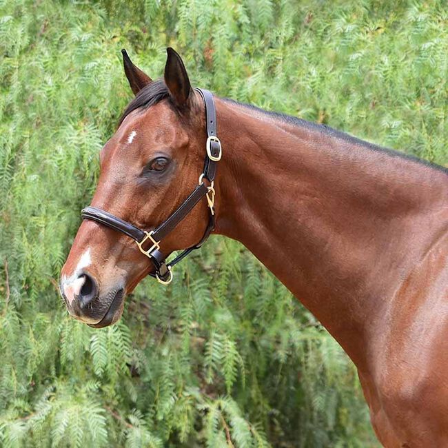 Bobby's English Tack Fairhaven Fancy Stitched Leather Halter - Dark Brown image number null