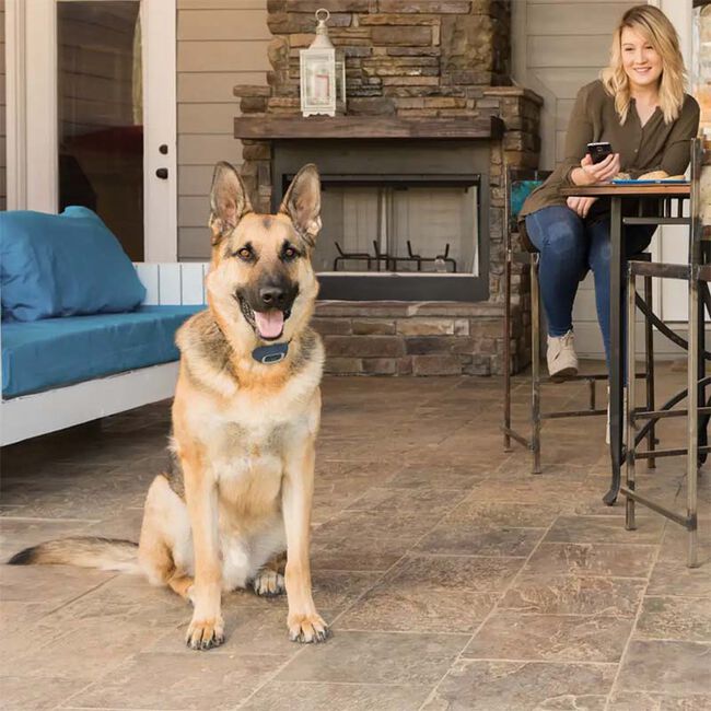 PetSafe SMART DOG Trainer image number null
