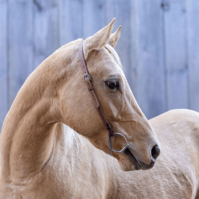 Shires Velociti Western One Ear Headstall with Rawhide Knotting - Light Oil image number null