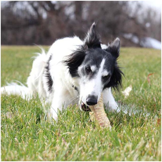 Tuesday's Natural Dog Company Beef Trachea image number null