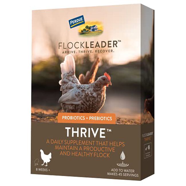 FlockLeader Thrive, Prebiotic Probiotic Daily Supplement for Chicken Flock, Flock Age 8+ Weeks, 8 OZ image number null