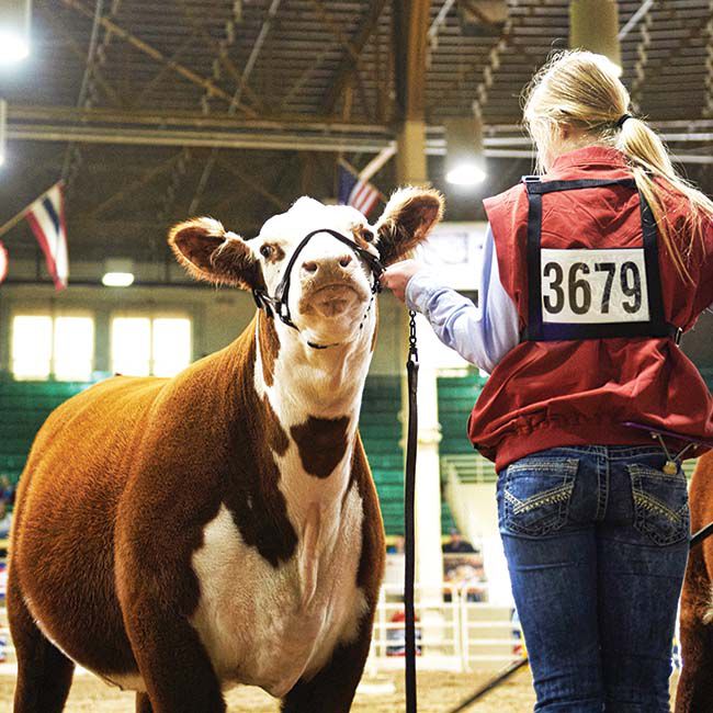 Weaver Livestock Women's Exhibitor Number Harness - Black - Small/Medium image number null