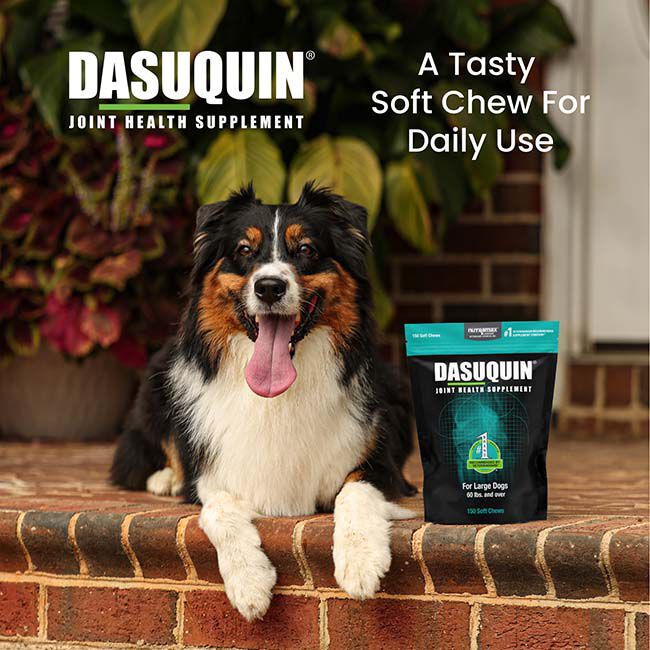 Nutramax Dasuquin for Large Dogs, Joint Health Supplement, Contains Glucosamine for Dogs, Plus Chondroitin, ASU and More, Supports Healthy Joints, Soft Chews image number null