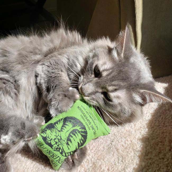 Dr. Pussums Logo Catnip Pillow Toy - Large - Assorted Designs image number null