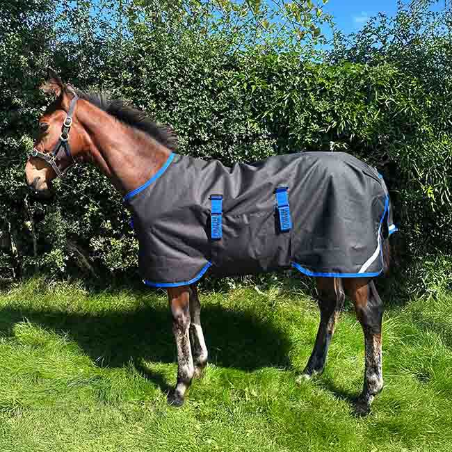 Horseware Amigo Ripstop 900D Foal Turnout (50g Medium) - Black with Classic Blue Trim image number null