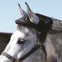 Cashel Horse Helmet