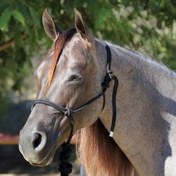 Professional's Choice Rope Halter with Lead