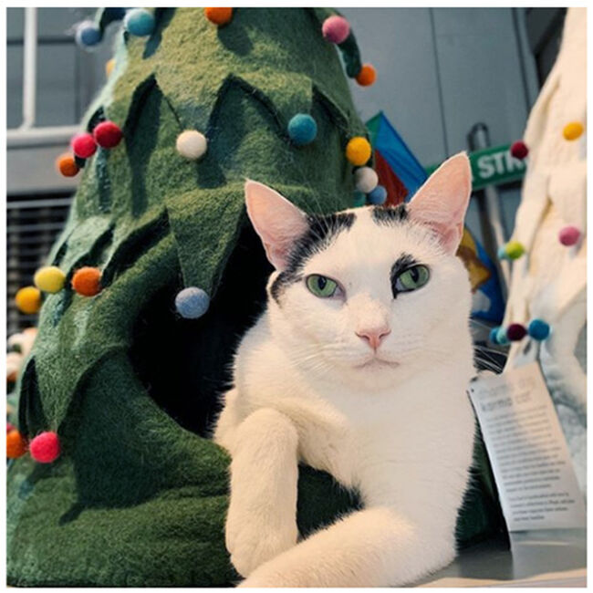 Kharma Cat Green Christmas Tree Cave image number null