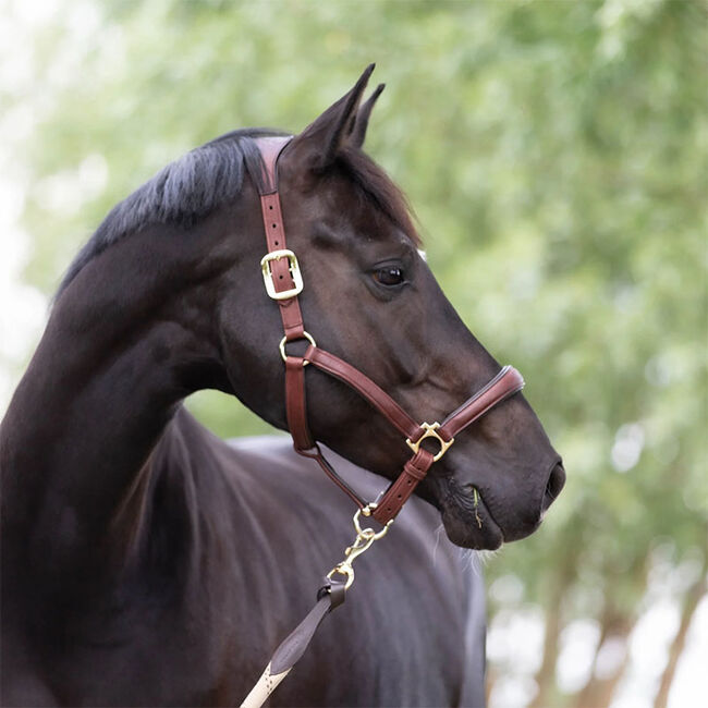 LeMieux Anatomic Leather Halter The Cheshire Horse
