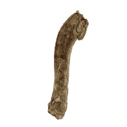 Vital Essentials Freeze-Dried Duck Neck - Single