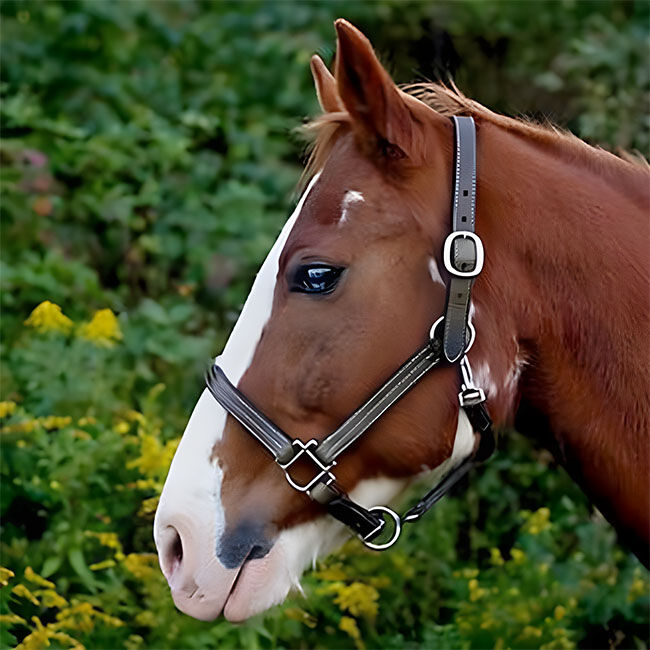 Tory Leather Traditional Deluxe Halter image number null