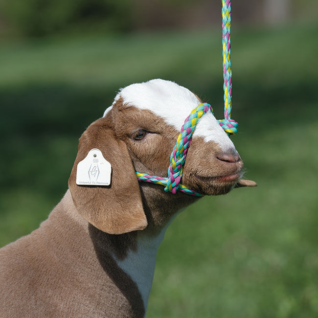 Weaver Livestock Poly Rope Sheep Halter image number null