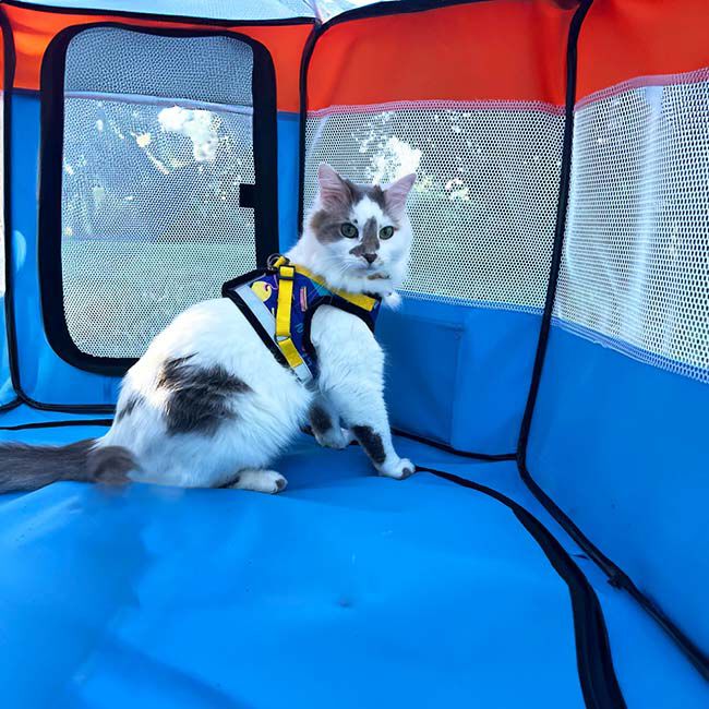 Travel Cat "Feline Fun House" Portable Cat Play Tent image number null