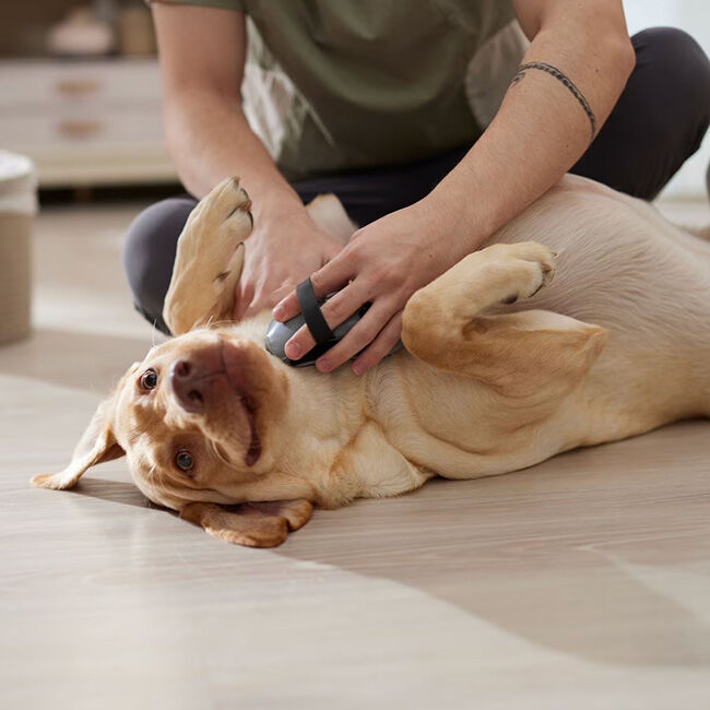 FURminator Curry Comb for Cats & Dogs image number null