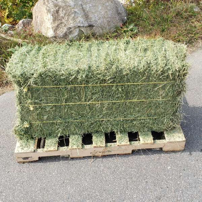 2nd Cut Western Alfalfa 3 String Bales image number null