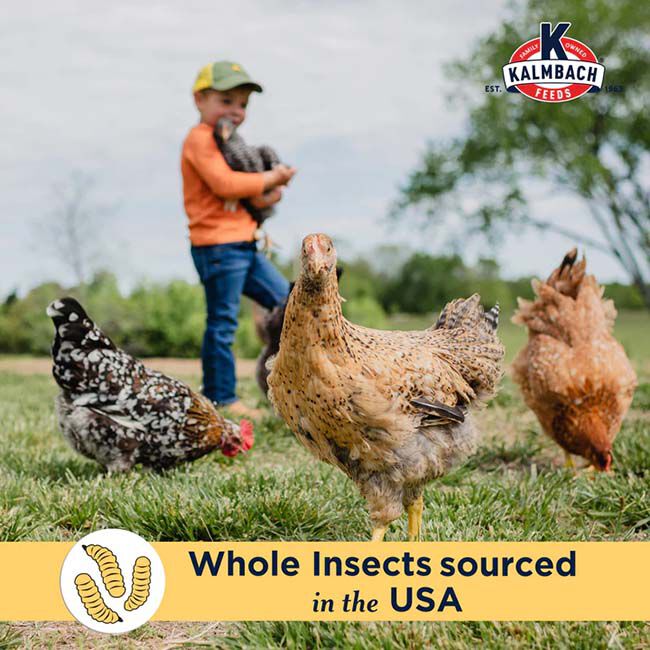 Kalmbach Feeds Henhouse Reserve Love Bug for Chickens & Poultry - 30 lb image number null