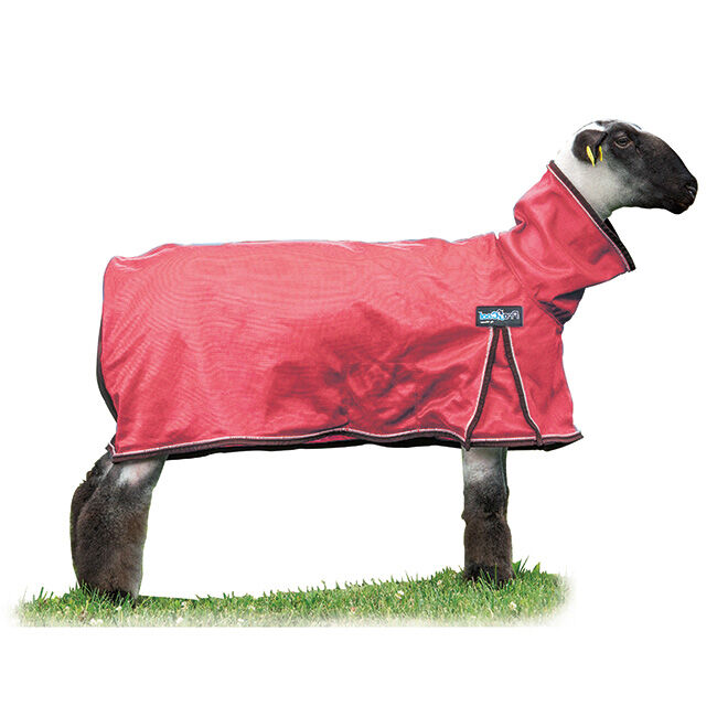 Weaver Livestock ProCool Sheep Blanket with Reflective Piping - Closeout image number null