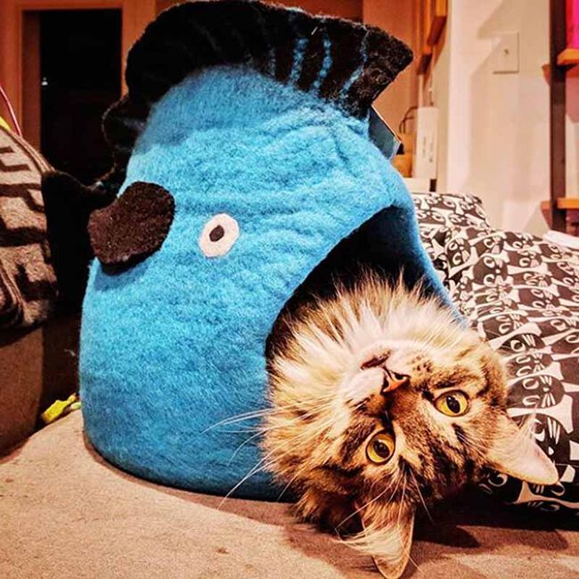 Dharma Dog Karma Cat Wool Cave - Turquoise Fish - Closeout image number null